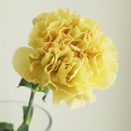 【生花/予約】藤花園カーネ　クロム(ベージュ〜マスタード系)【FJ】※届日限定:5/2〜5/11