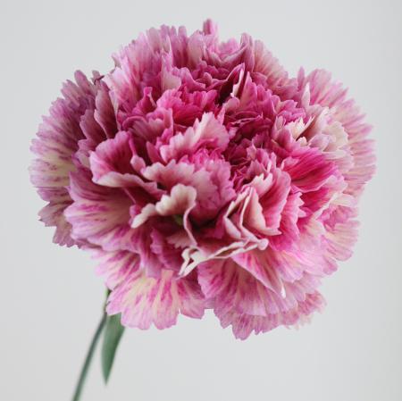 【生花/予約】藤花園カーネ　レディネオン(複色パープル系)【FJ】※届日限定:5/2〜5/11