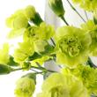 【生花/予約】国産スプレーカーネ(グリーン系)【FJ】※届日限定:5/2～5/11