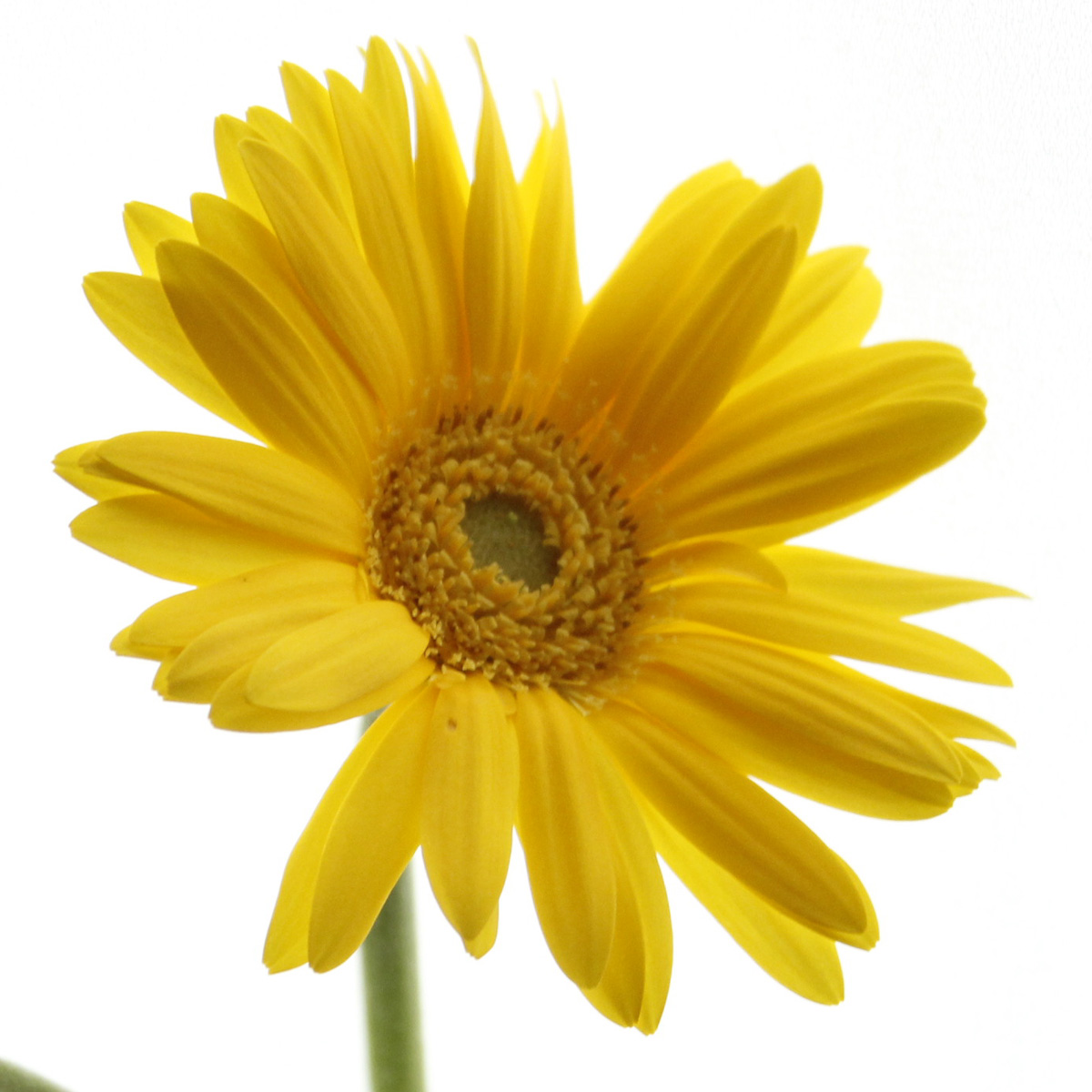 ガーベラ 生花】おまかせガーベラ 黄色(芯白) - 花材通販はなどんやアソシエ