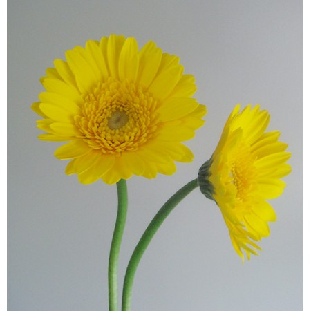原種ガーベラ　黄色他 kota_gerbera_yellow_gyarari02.jpeg