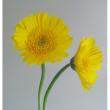 【直前!!】おまかせガーベラ　黄色