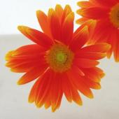 【直前!!】おまかせガーベラ[オレンジ]