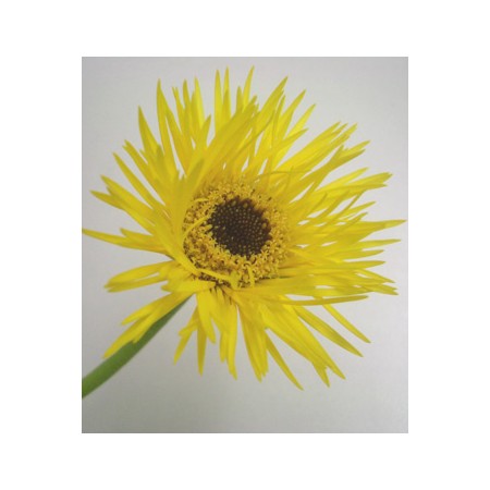 生花】ガーベラ スパイダー(黄色) - 花材通販はなどんやアソシエ