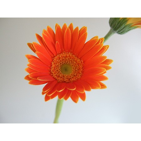 ガーベラ 生花】おまかせガーベラ 黄色(芯白) - 花材通販はなどんやアソシエ