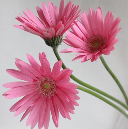 【直前!!】おまかせガーベラ〔ピンク系〕★★