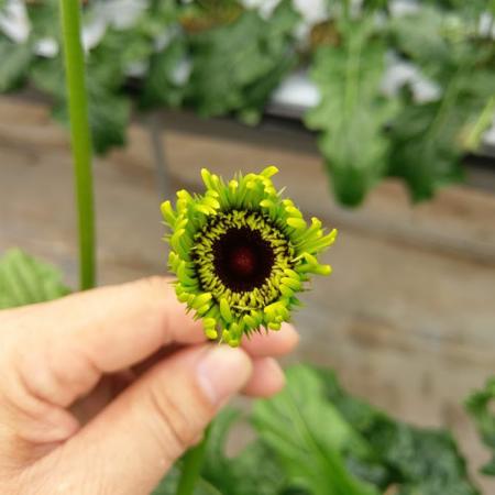 生花】蕾ガーベラ グリーンスパイク(ツボミ・グリーン