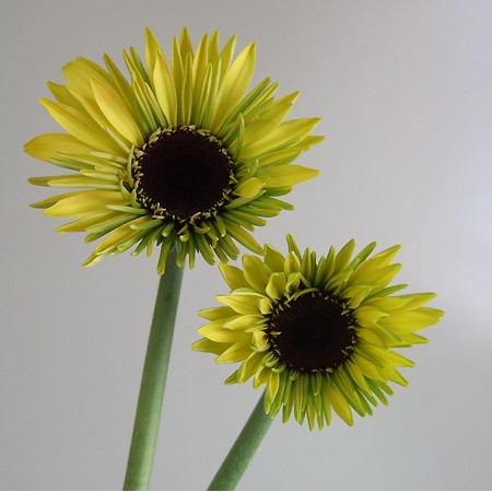 生花】蕾ガーベラ グリーンスパイク(ツボミ・グリーン