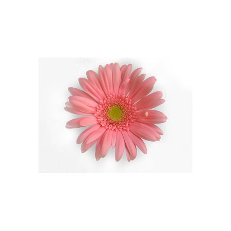 生花 大輪ガーベラ ピンクスノー ピンク芯白