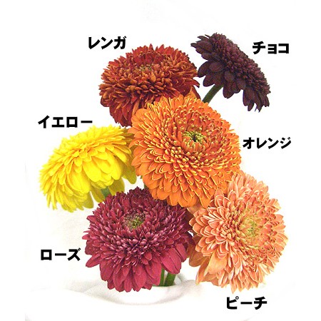 生花】△ぽんぽんガーベラ(チョコ) - 花材通販はなどんやアソシエ