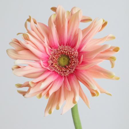 【直前!】ガーベラ　パスタロサート(アプリコット)【生花】