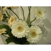 生花】ガーベラ スワロフスキー - 花材通販はなどんやアソシエ