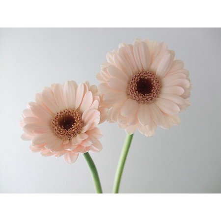 生花】ガーベラ プチキュレル(淡いピンク芯黒):今週のオトク!! - 花材