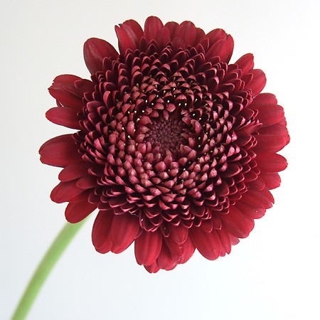 生花 ガーベラ ピンパーネル 濃い赤八重 通販 はなどんやアソシエ