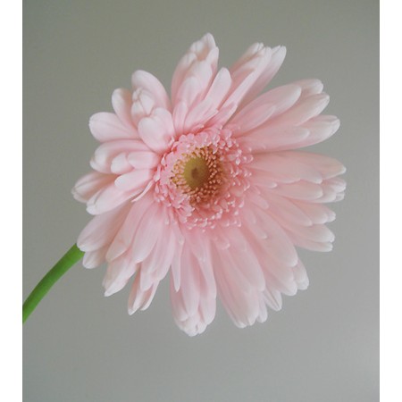 直前】大輪ガーベラ(ピンク芯白) - 花材通販はなどんやアソシエ