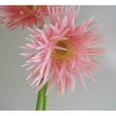 生花】【さぎやま】ガーベラ エリーゼ(ピンクスパイダー)※入荷少 - 花