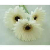 生花】【さぎやま】ガーベラ スノーウィ(白)芯黒 - 花材通販はなどんや