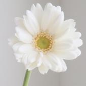 アリエル様　新子　大蒲5、大白5 映画『リトル・マーメイド』公開35周年記念コレクションが、ディズニー