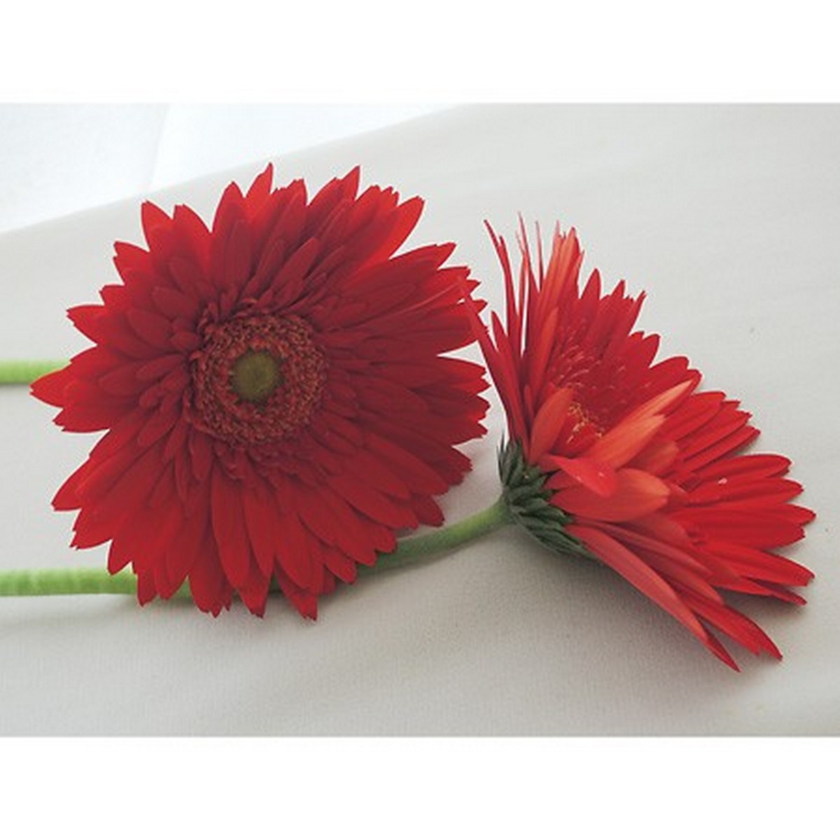 ガーベラ赤　　ご予約　　２本 赤いガーベラのブーケ – LIFFT