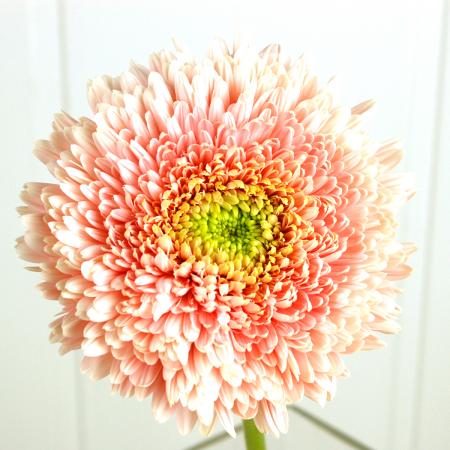 生花】さぎやまガーベラ おまかせミックス - 花材通販はなどんや