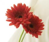 生花】【さぎやま】ガーベラ カモフラージュ(赤茶系)※入荷少量 - 花材