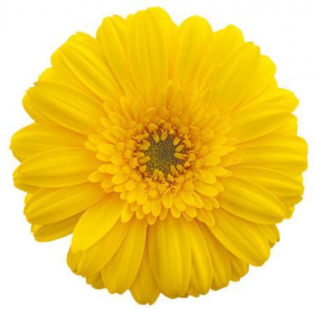 【生花】ガーベラ　サンディ(黄色芯白)JAとぴあ浜松 ※100本単位 【IT】