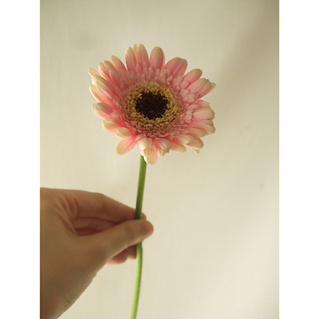 生花 さぎやま終了 ガーベラ アメリア 芯黒 通販 はなどんやアソシエ 生花 さぎやま終了 ガーベラ アメリア 芯黒 通販 はなどんやアソシエ