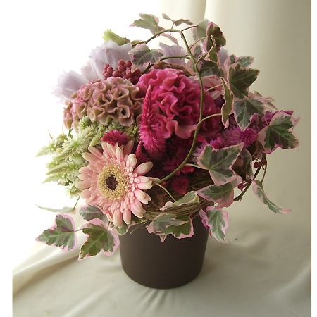 生花 さぎやま終了 ガーベラ アメリア 芯黒 通販 はなどんやアソシエ 生花 さぎやま終了 ガーベラ アメリア 芯黒 通販 はなどんやアソシエ