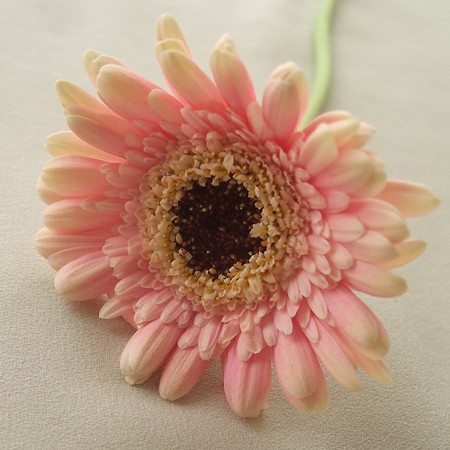 生花 さぎやま終了 ガーベラ アメリア 芯黒 通販 はなどんやアソシエ 生花 さぎやま終了 ガーベラ アメリア 芯黒 通販 はなどんやアソシエ