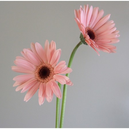 生花】【さぎやま】ガーベラ エレノア(ピンク)芯黒 - 花材通販はなどん