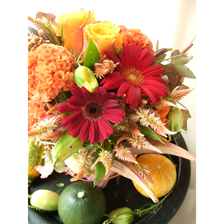 直前0527!】【さぎやま】ガーベラ マルベック(赤)芯黒 - 花材通販は