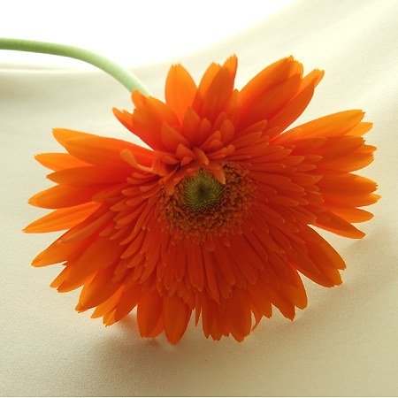 【生花】【さぎやま】大輪ガーベラ　バロック(オレンジ/芯白)※入荷少ない