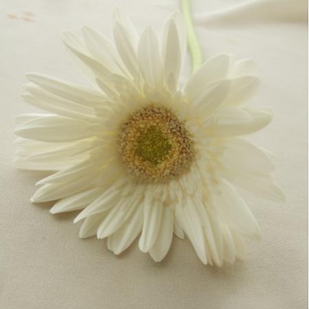 【生花】【さぎやま】大輪ガーベラ　ベルウォーター(白/芯白)