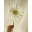 【生花】【さぎやま】大輪ガーベラ　ベルウォーター(白/芯白)
