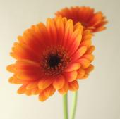 生花】【さぎやま】ガーベラ ふわふわ(オレンジ系ツートン)※入荷少