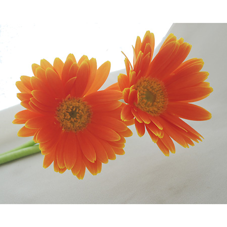 記念日の贈り物に☆初夏の爽やかさ☆オレンジガーベラのバスケット 524200.jpg