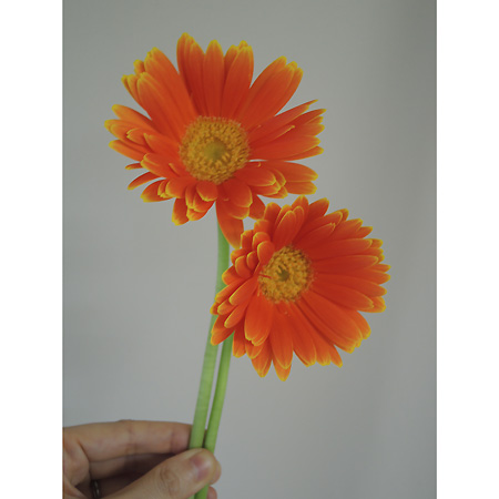 生花】【さぎやま】ガーベラ サンバ(オレンジ/芯白)※入荷少 - 花