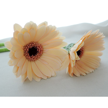 原種ガーベラ　ピンク他 原種ガーベラ ピンク他 原種ガーベラ ピンク他 原種ガーベラ ピンク