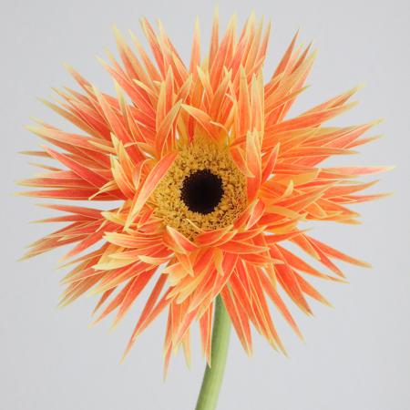 【生花】【さぎやま】大輪ガーベラ アナクレート(アプリコット複色スパイダー)