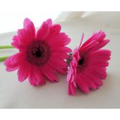 ピンクのガーベラのご注文品　6点 生花】ガーベラ(ピンク) 品種おまかせ【60cm/静岡県】｜Flower