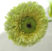 生花】ガーベラ カーミット(淡グリーン八重):今週のオトク! - 花材通販