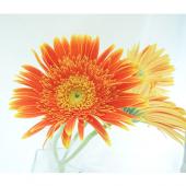 生花】【さぎやま】大輪ガーベラ ダブルデート(オレンジ)☆新品種 - 花