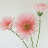 ガーベラ様 リクエスト 5点 まとめ商品 NITTEN ハナラボ 第14回 「ガーベラについて」 | Sunday Good Vibes