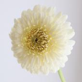 ガーベラ 生花】【さぎやま】ガーベラ ニュー・カーミット(八重クリーム)※入荷