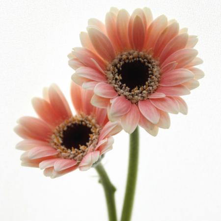 生花】【さぎやま】ガーベラ マイクロミニ モラーラ(ピンク)※入荷少