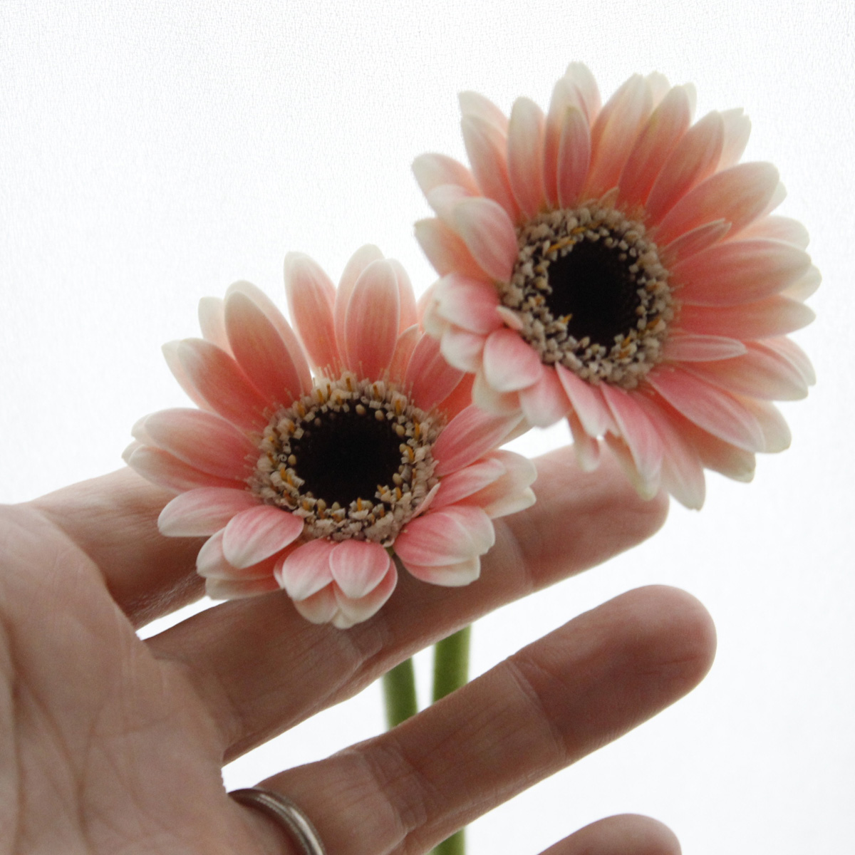 本日の目玉 農園直送 ガーベラ切り花100本 B 先行予約1月発送 Fucoa Cl 本日の目玉 農園直送 ガーベラ切り花100本 B 先行予約1月発送 Fucoa Cl