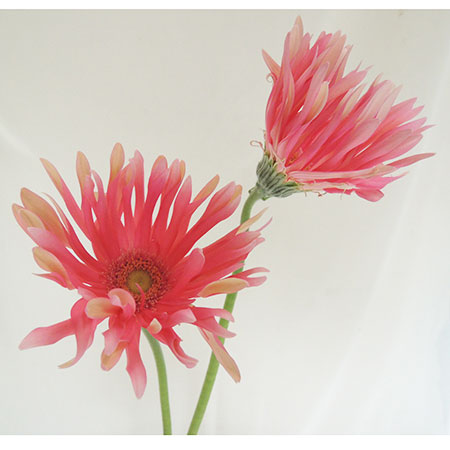 【直前!!】ガーベラ　パスタトスカーナ(麺弁　ピンク)