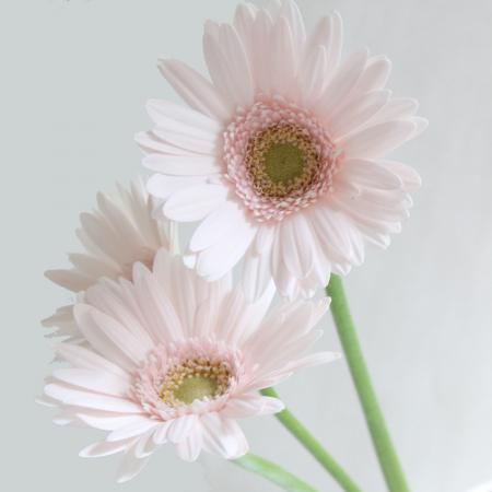 【生花】【さぎやま】ガーベラ　サレナ(ごく淡いピンク)