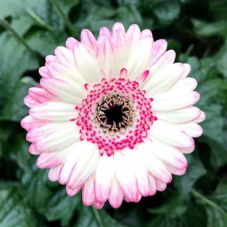 ガーベラ ga-4230ad_m.jpg