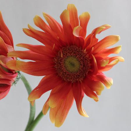 【生花】【さぎやま】大輪ガーベラ　オスナ(パスタ系オレンジ)